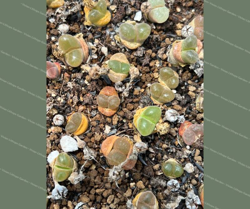 Lithops 